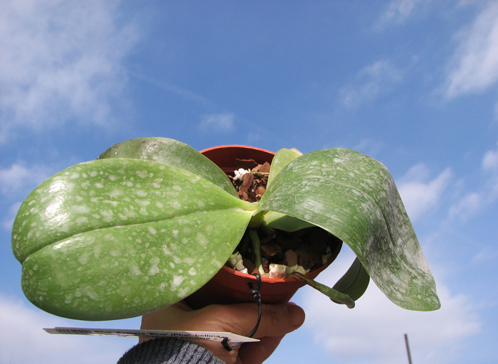 Phalaenopsis Samera 'Blue'.jpg