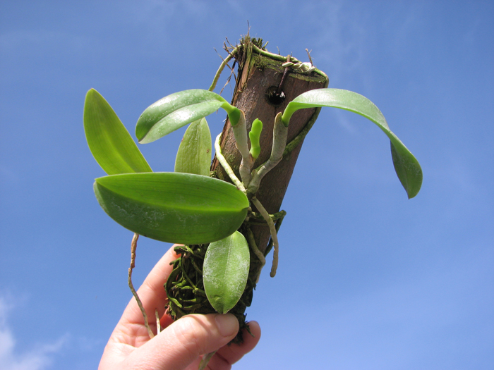 Laelia dayana tipo x self.jpg