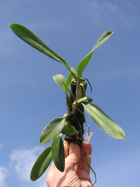 Laelia praestans 'Black Lip' XXX x Laelia praestans 'Daniel' XXX.jpg