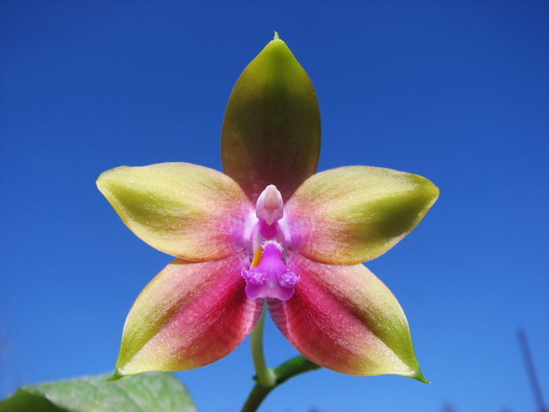 Phalaenopsis Jennifer Palermo x Phalaenopsis LD's Bear Queen.jpg