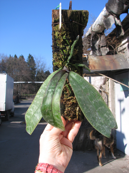Phalaenopsis stuartiana.jpg