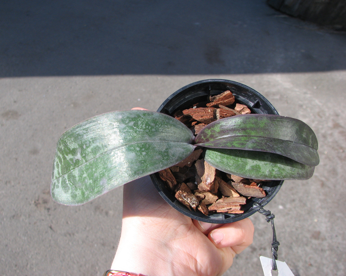 Phalaenopsis stuartiana (green x yellow).jpg