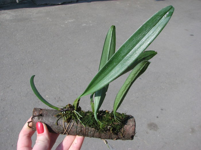 Bulbophyllum bicolor.JPG