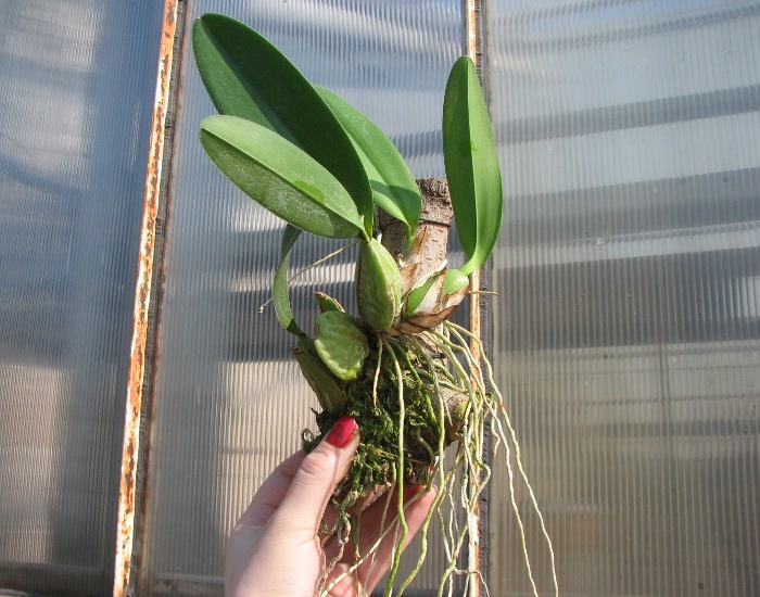 Laelia rubescens.JPG