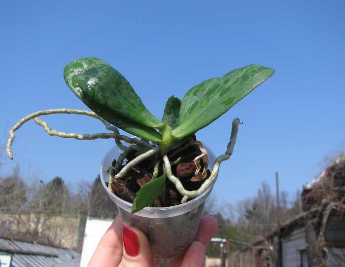Aerangis distincta x modesta.JPG