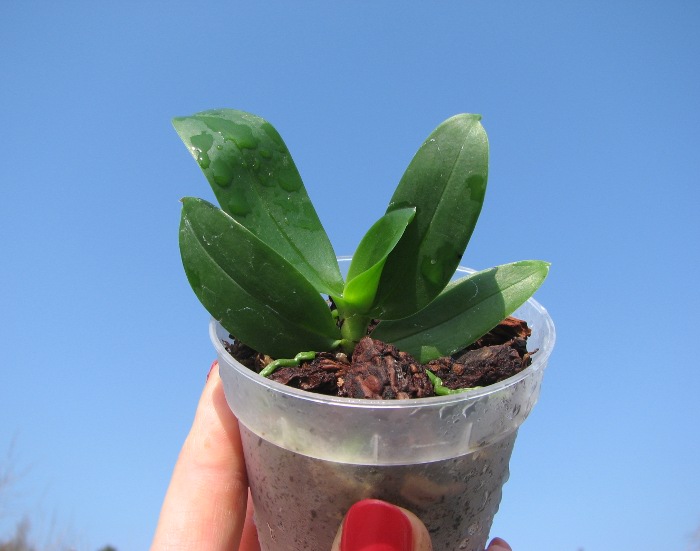 Aerangis citrata.JPG