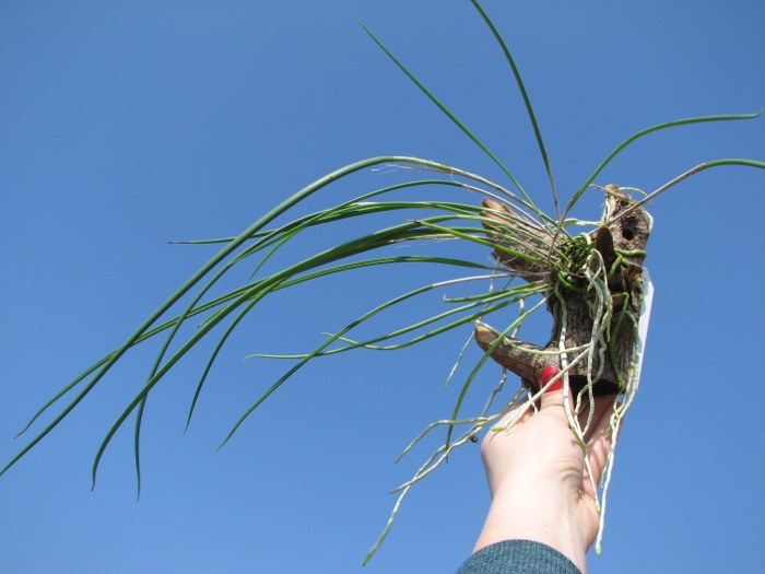 Brassavola cucullata.JPG