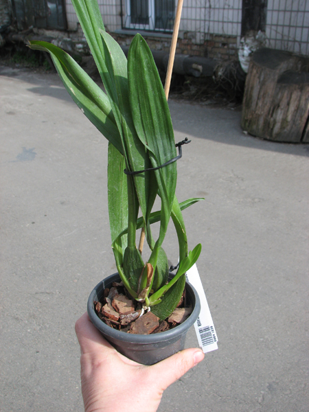 Beallara Tropic Lily 'Ice Palace'.jpg