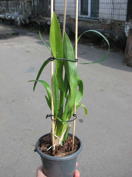 Beallara Patricia McCully 'Pacific Matriarch'.jpg