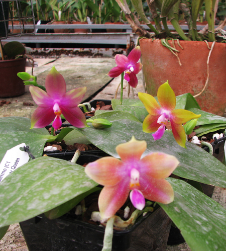 Phalaenopsis.jpg
