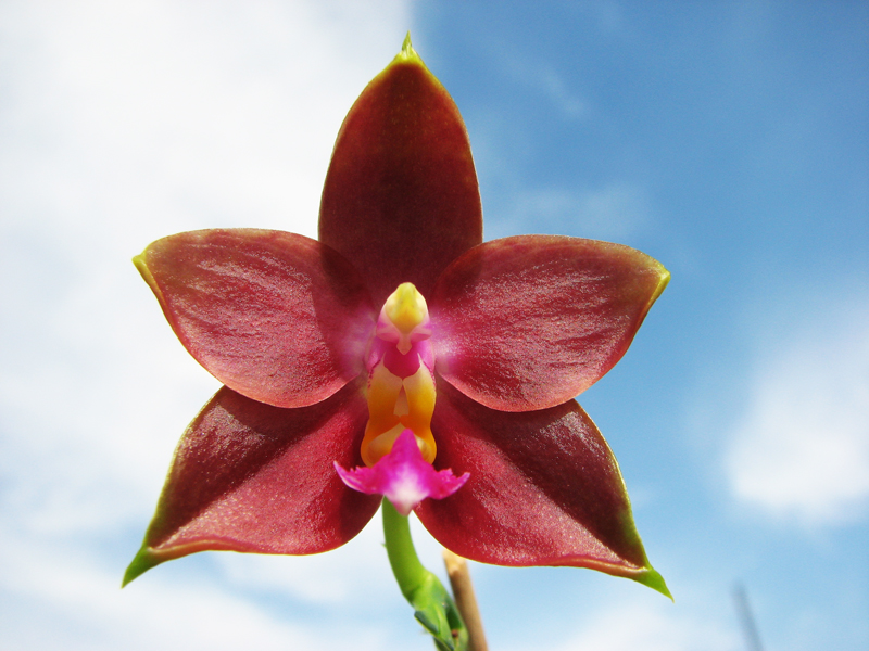 Phalaenopsis Penang Girl.jpg