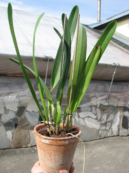 Laelia purpurata estriata 'Doracy' x self.jpg