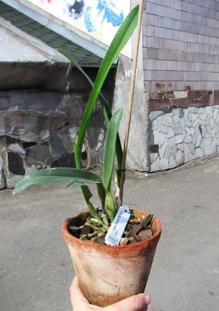 Laelia lobata coerulea 'AM-EC' x SELF.jpg