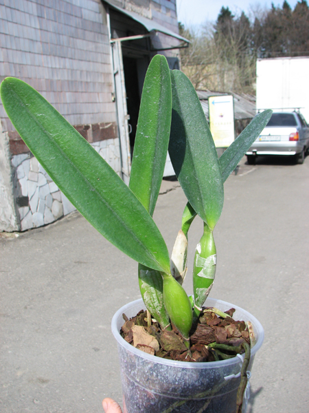 Laelia purpurata werkhauseri x Laelia purpurata werkhauseri.jpg