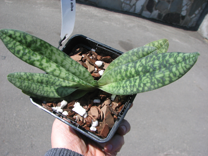 Paphiopedilum delenatii alba.jpg