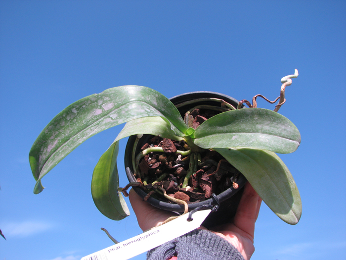 Phalaenopsis hieroglyphica.jpg