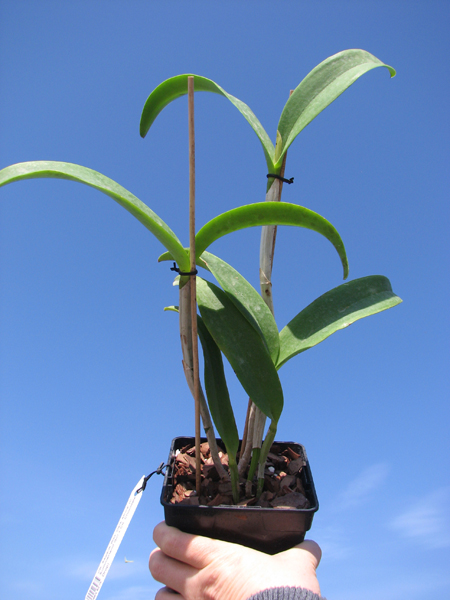 Cattlianthe Sagarik Wax 'Dark Africa' (Cattleya Summerland Girl x Cattlianthe Chocolate Drop).jpg