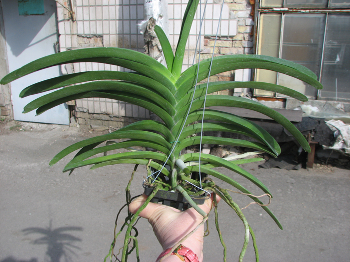 Vanda Keeree Sapphire x Vanda Chaiya.jpg