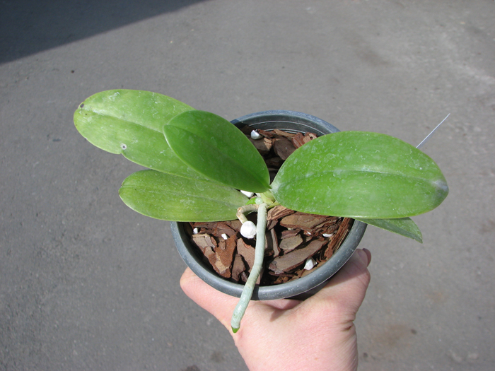Phalaenopsis pulchra.jpg