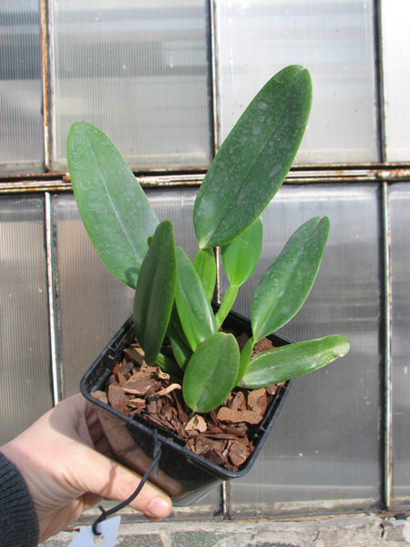 Cattleya warneri concolor x SELF.jpg