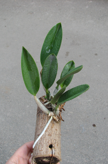 Laelia pumila.jpg