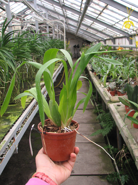 Miltassia C M Fitch 'Izumi'.jpg