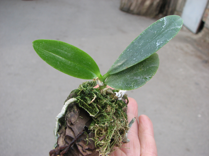 Phalaenopsis javanica.jpg