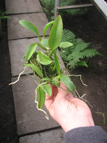 Laelia alaori escura x self.jpg