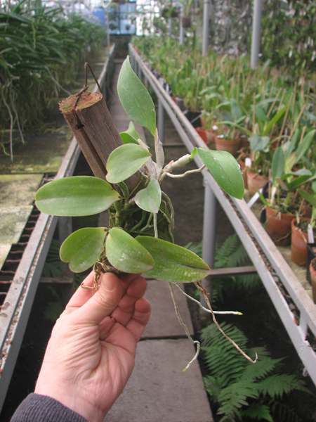 Laelia alaori escura II x Laelia alaori escura I.jpg