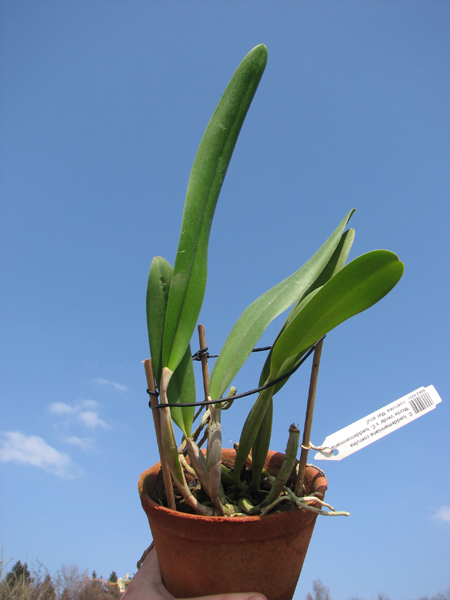 Cattleya lueddemanniana coerulea 'Monte Verde' x Cattleya lueddemanniana coerulea 'Mar azul'.jpg