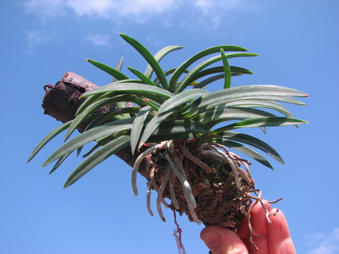 Neofinetia falcata.jpg