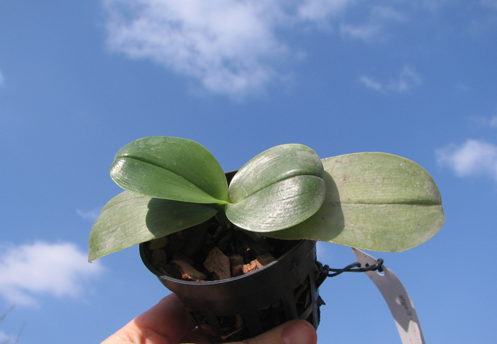 Phalaenopsis KS Happy Eagle.jpg