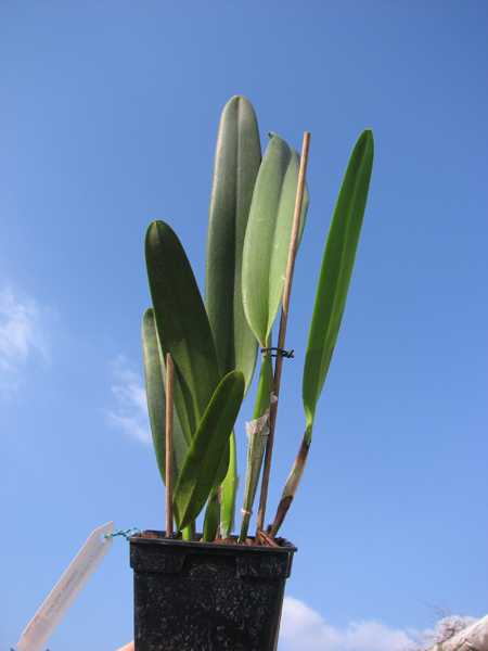 Laelia purpurata (trilabelo x Striata orla bca 'Cheida').jpg