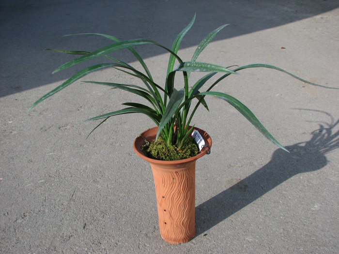 Cymbidium sinense.jpg