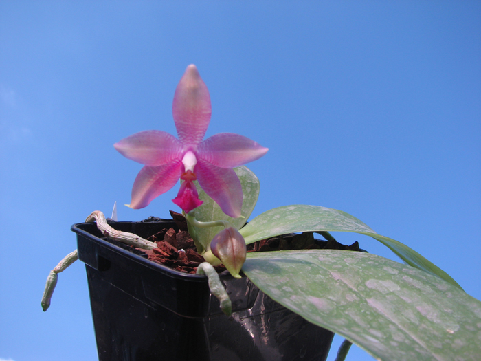 Phalaenopsis tetraspis 'C1' x Phalaenopsis KS Happy Eagle.jpg