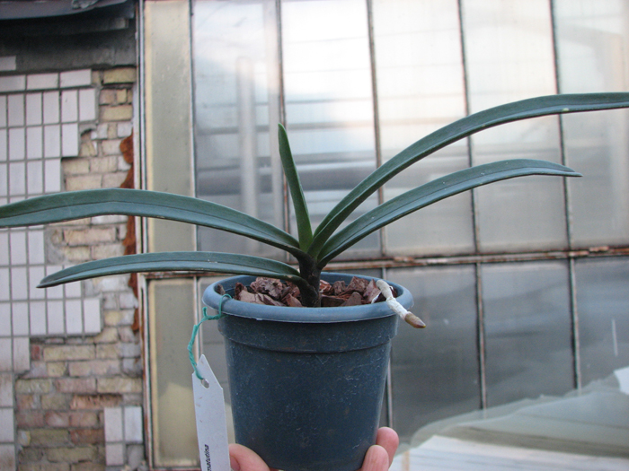 Renanthera matutina.jpg