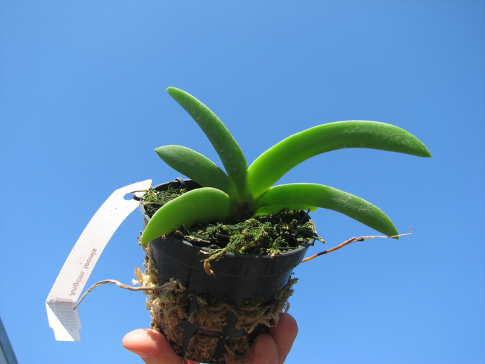 Angraecum leonis.jpg
