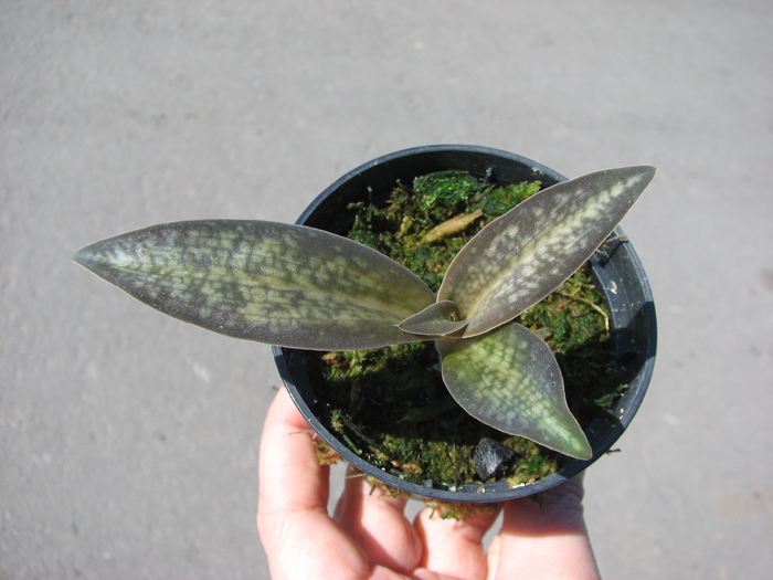 Habenaria rhodocheila 'Pink'.jpg