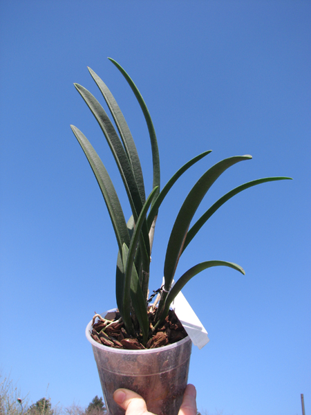 Brassavola Jiminy Cricket 'Superbug' (Brassavola nodosa x Rhyncholaelia digbyana).jpg