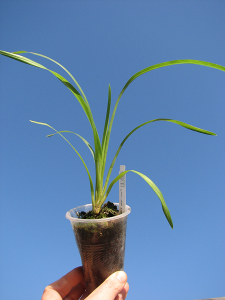 Cymbidium Isle 'Flamingo Three Lips'.jpg