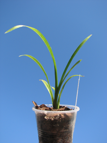 Cymbidium Via Avanti 'Harlequin'.jpg