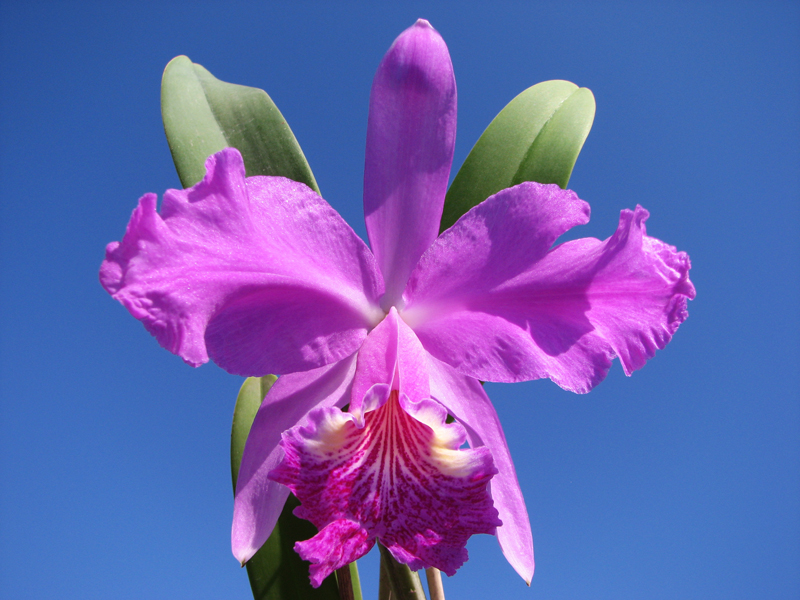 Cattleya lueddemanniana rubra 'Dark Giant' x escura 'Fennel IX'.jpg