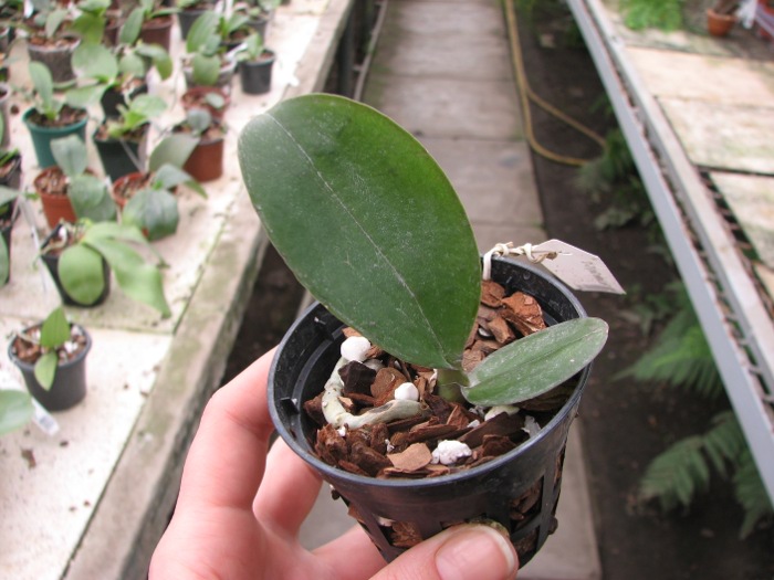 Phalaenopsis Brother Glory 'G-12'.JPG