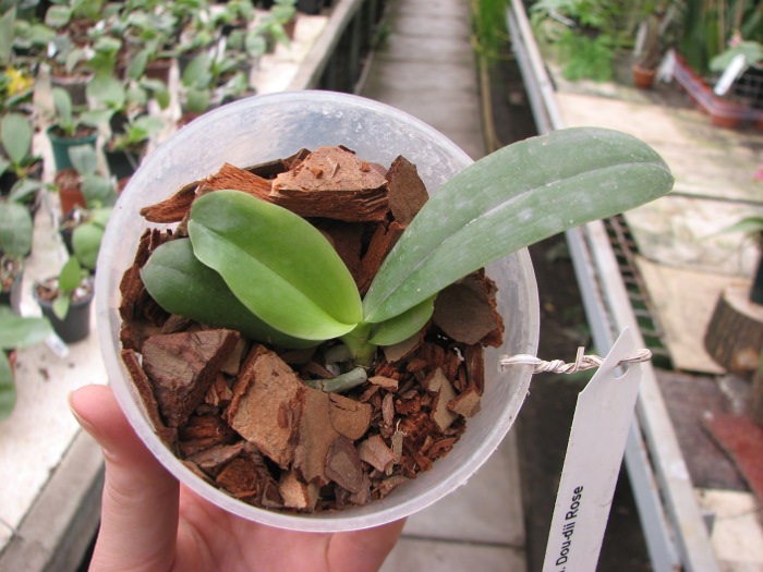 Phalaenopsis Dou-dii Rose.JPG