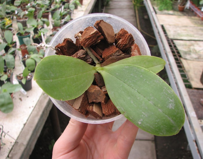 Phalaenopsis Orchid World.JPG