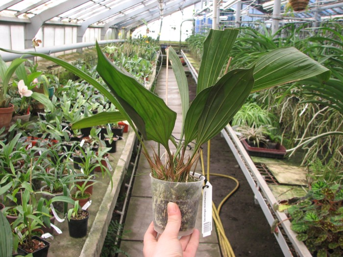 Sievekingia reichenbachiana.JPG