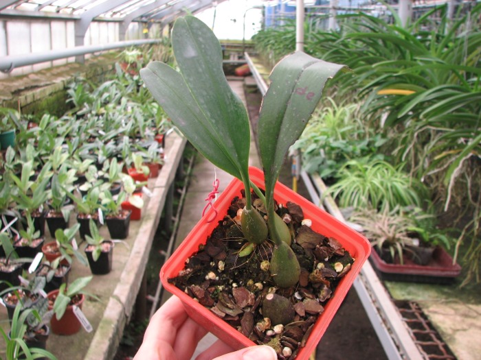 Bulbophyllum dearei.JPG