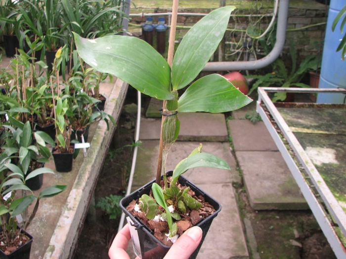 Dendrobium sulcatum.JPG