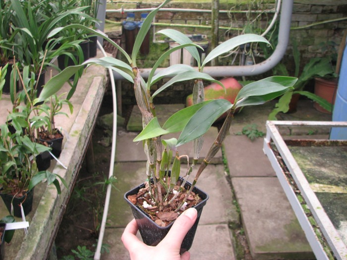 Dendrobium griffithianum.JPG