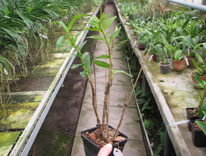 Dendrobium parthenium.JPG